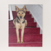 16x20階段に座っている若いドイツの羊飼い犬 ジグソーパズル (縦)