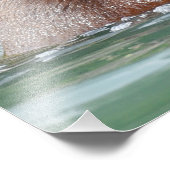 16x20 Sastin photo of grizzly bear フォトプリント (角)