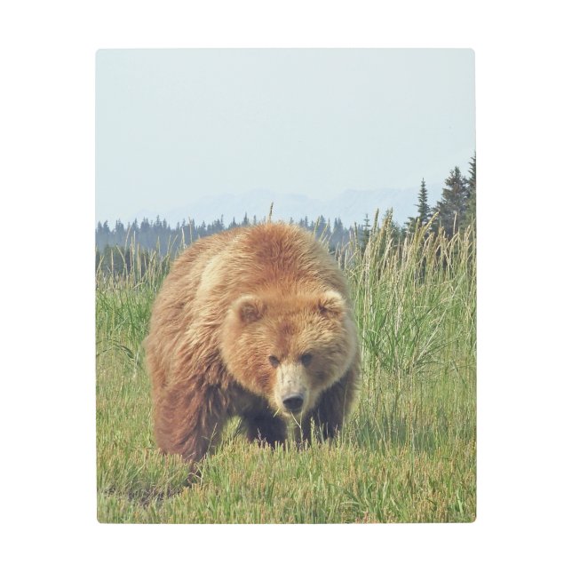 16x 20インチメタルウォールアートのグリズリーベア メタルプリント (正面)