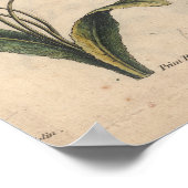 1757植物花アートプリントプライムローズ ポスター (角)