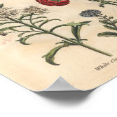 1757 Botanical Flower Art Print Candytuft ポスター (角)