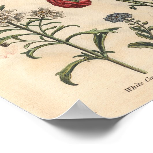 1757 Botanical Flower Art Print Candytuft ポスター (角)