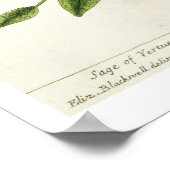 1782年の「不思議なハーブ」のサルビアム ポスター (角)