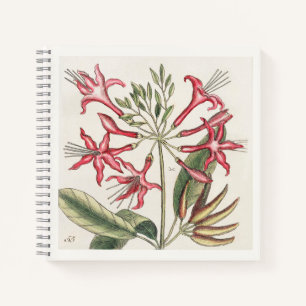 18世紀の植物画 ノートブック