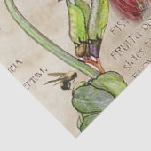 18世紀エフェメラ王室の 薄葉紙 (詳細)