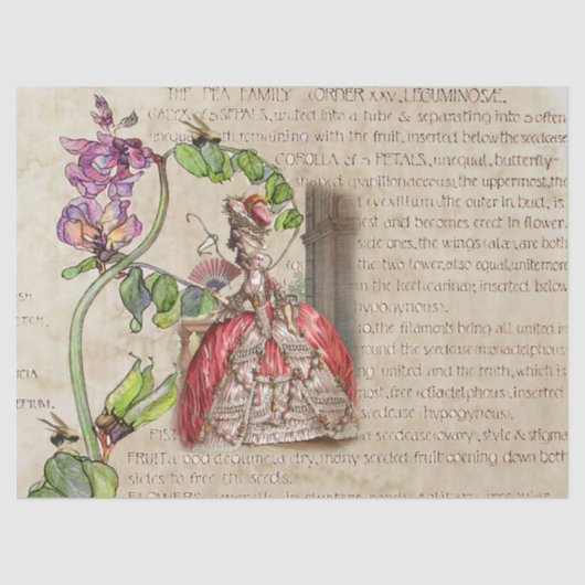 18世紀エフェメラ王室の 薄葉紙 (正面)