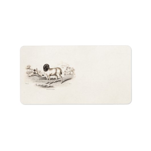 1800年代ヴィンテージペルシャ羊の古いイラストレーション子羊 ラベル (正面)