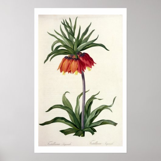 1802年に発行された「ユレアチェ」のFritillaria Imperalis ポスター (正面)