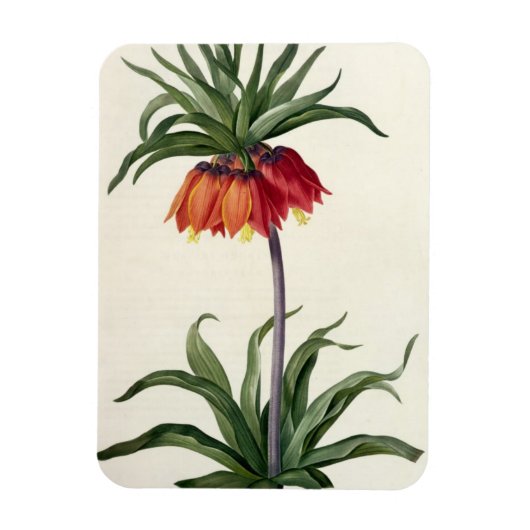 1802年に発行された「ユレアチェ」のFritillaria Imperalis マグネット (縦)