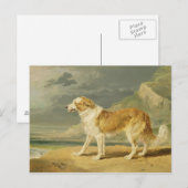 1809年のラフ塗装Collie(油) ポストカード (正面/裏面)