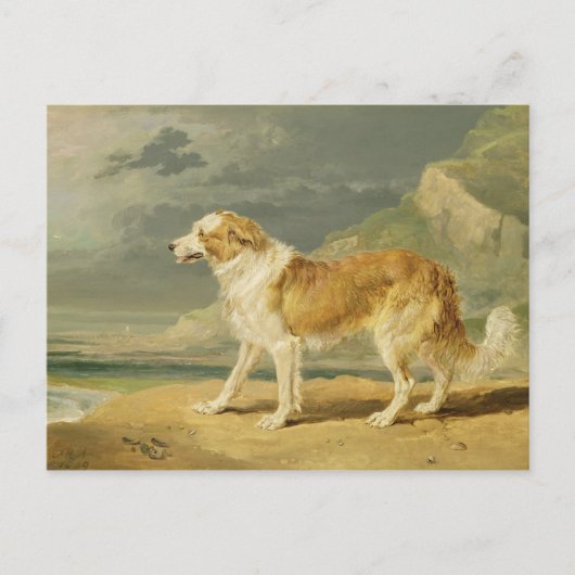 1809年のラフ塗装Collie(油) ポストカード (正面)