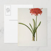 1809年LesよりAmaryllis Curvifolia ポストカード (正面/裏面)