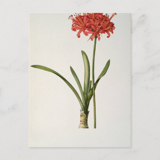 1809年LesよりAmaryllis Curvifolia ポストカード (正面)