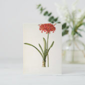 1809年LesよりAmaryllis Curvifolia ポストカード (スタンド正面)