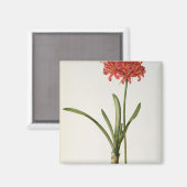 1809年LesよりAmaryllis Curvifolia マグネット (正面/裏面)