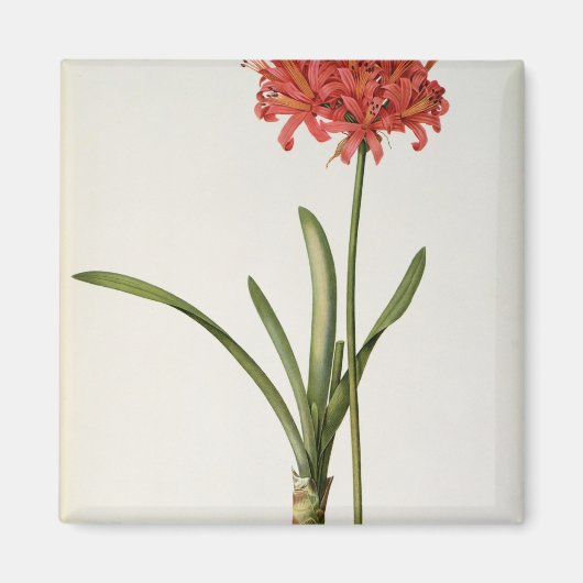 1809年LesよりAmaryllis Curvifolia マグネット (正面)