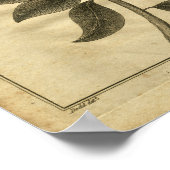 1817イエズーツバークツリーカルペパーハーブプリント ポスター (角)