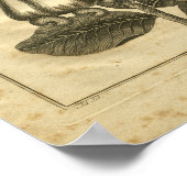 1817カシューナッツのカルペパーハーブプリント ポスター (角)