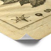 1817コーヒーツリーカルパーハーブプリント ポスター (角)