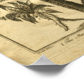 1817マンドレークカルペパーハーブプリント ポスター (角)