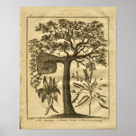 1817マンドレークカルペパーハーブプリント ポスター (正面)
