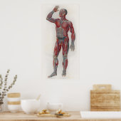 1833ヴィンテージ筋静脈解剖図ポスター ポスター (キッチン)