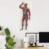 1833ヴィンテージ筋静脈解剖図ポスター ポスター (ホームオフィス)