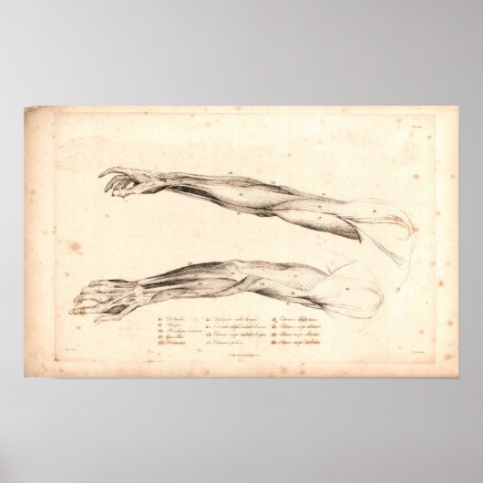 1833 Muscles of Arm Vintage Anatomy Print ポスター (正面)
