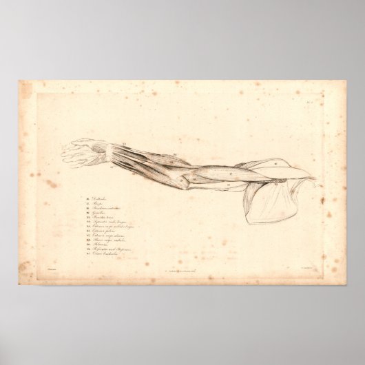 1833 Muscles of Arm Vintage Anatomy Print ポスター (正面)