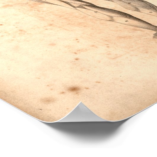 1833 Muscles Vintage Anatomy Print ポスター (角)