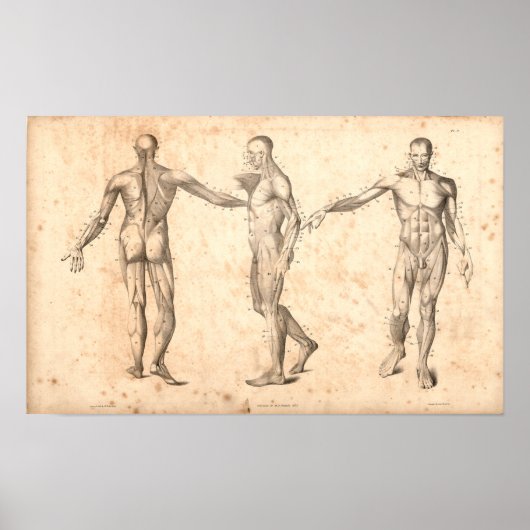 1833 Muscles Vintage Anatomy Print ポスター (正面)