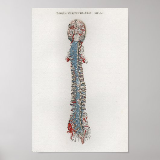 1833 Vintage Brain Spine Anatomy Poster ポスター (正面)