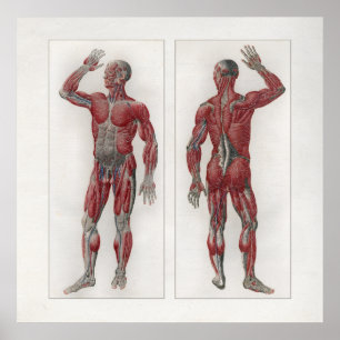 1833 Vintage Muscles Nerves Anatomy Poster ポスター
