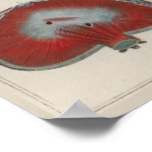 1837ヴィンテージ内臓解剖学ポスター ポスター (角)