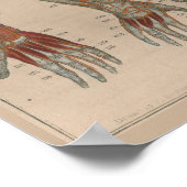 1837ヴィンテージ動脈血液解剖学アートポスター ポスター (角)