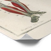 1837ヴィンテージ筋肉神経解剖学アートポスター ポスター (角)