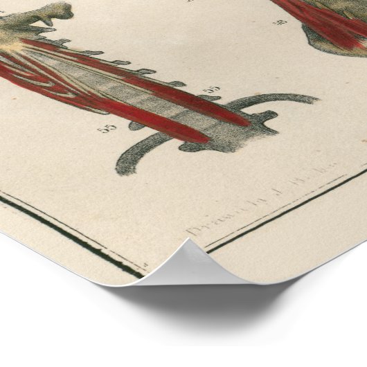 1837ヴィンテージ筋肉解剖学アートポスター ポスター (角)