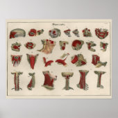 1837ヴィンテージ筋肉解剖学アートポスター ポスター (正面)