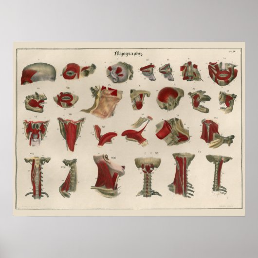 1837ヴィンテージ筋肉解剖学アートポスター ポスター (正面)