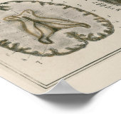 1837ヴィンテージ脳神経解剖学アートポスター ポスター (角)