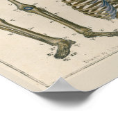 1837ヴィンテージ骨格脊椎解剖学アートポスター ポスター (角)