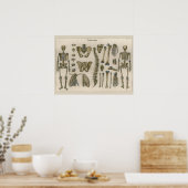 1837ヴィンテージ骨格脊椎解剖学アートポスター ポスター (キッチン)