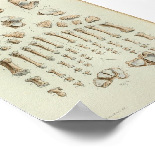 1844ヴィンテージプリント足骨 ポスター (角)