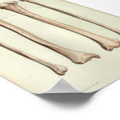 1844ヴィンテージ解剖学プリントティビア腓骨 ポスター (角)