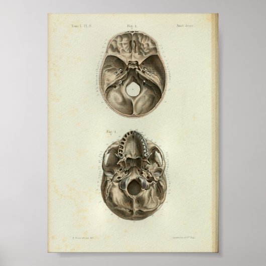 1844ヴィンテージ解剖学プリントヒトスカル ポスター (正面)