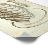 1844ヴィンテージ解剖学プリントリブケージ ポスター (角)