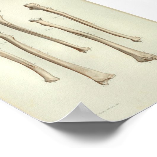 1844ヴィンテージ解剖学プリント半径Ulna ポスター (角)