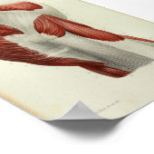 1844ヴィンテージ解剖学プリント筋肉お尻 ポスター (角)