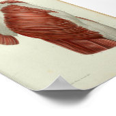 1844ヴィンテージ解剖学プリント筋肉お尻 ポスター (角)