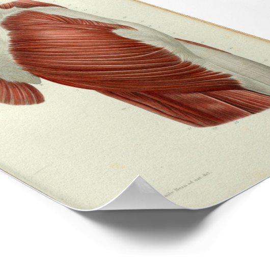 1844ヴィンテージ解剖学プリント筋肉お尻 ポスター (角)